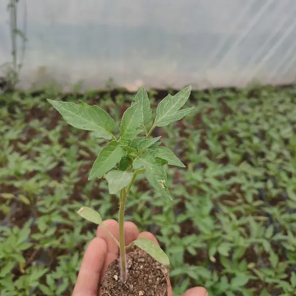 Ata Tohumu Fide Gölbaşı Peyzaj , İncek Peyzaj ve Ümitköy Peyzaj