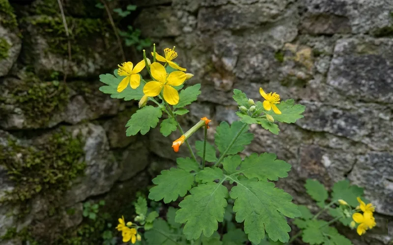 Gölbaşı Kırlangıç Otu , Kırlangıç Otu fidesi , myflowergrass