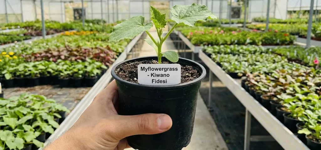 Kiwano Fidesi , boynuzlu kavun , Kiwano Fidesi gölbaşı