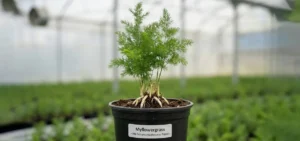 Gölbaşı Kuşkonmaz Fidesi , Gölbaşı Kuşkonmaz Fidesi Satışı , Ankara Kuşkonmaz Fidesi