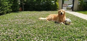 Lippia Çimi , libya çimi , ankara lippia çimi , gölbaşı lippia çimi