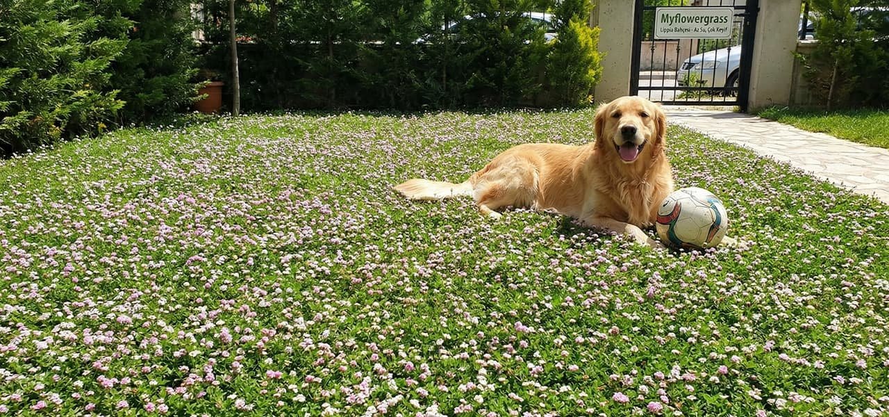 Lippia Çimi , libya çimi , ankara lippia çimi , gölbaşı lippia çimi