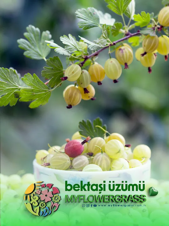 yeşil bektaşi üzümü fidanı, yeşil bektaşi üzümü fidesi, gölbaşı, yeşil bektaşi üzümü fidesi incek, yeşil bektaşi üzümü fidesi ümitköy, bektaşi üzümü fidesi çayyolu