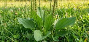 damar otu , sinir otu , gölbaşı , damar otu fidesi , sinir otu fidesi , myflowergrass