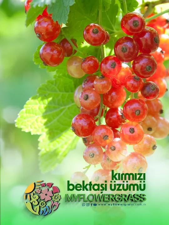kırmızı bektaşi üzümü fidesi, kırmızı bektaşi üzümü fidesi, gölbaşı, kırmızı bektaşi üzümü fidesi incek, kırmızı bektaşi üzümü fidesi ümitköy, kırmızı bektaşi üzümü fidesi çayyolu