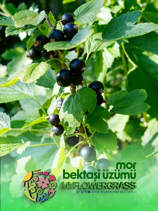 mor bektaşi üzümü fidanı, kırmızı bektaşi üzümü fidesi, gölbaşı, mor bektaşi üzümü fidesi incek, smor bektaşi üzümü fidesi ümitköy, mor bektaşi üzümü fidesi çayyolu