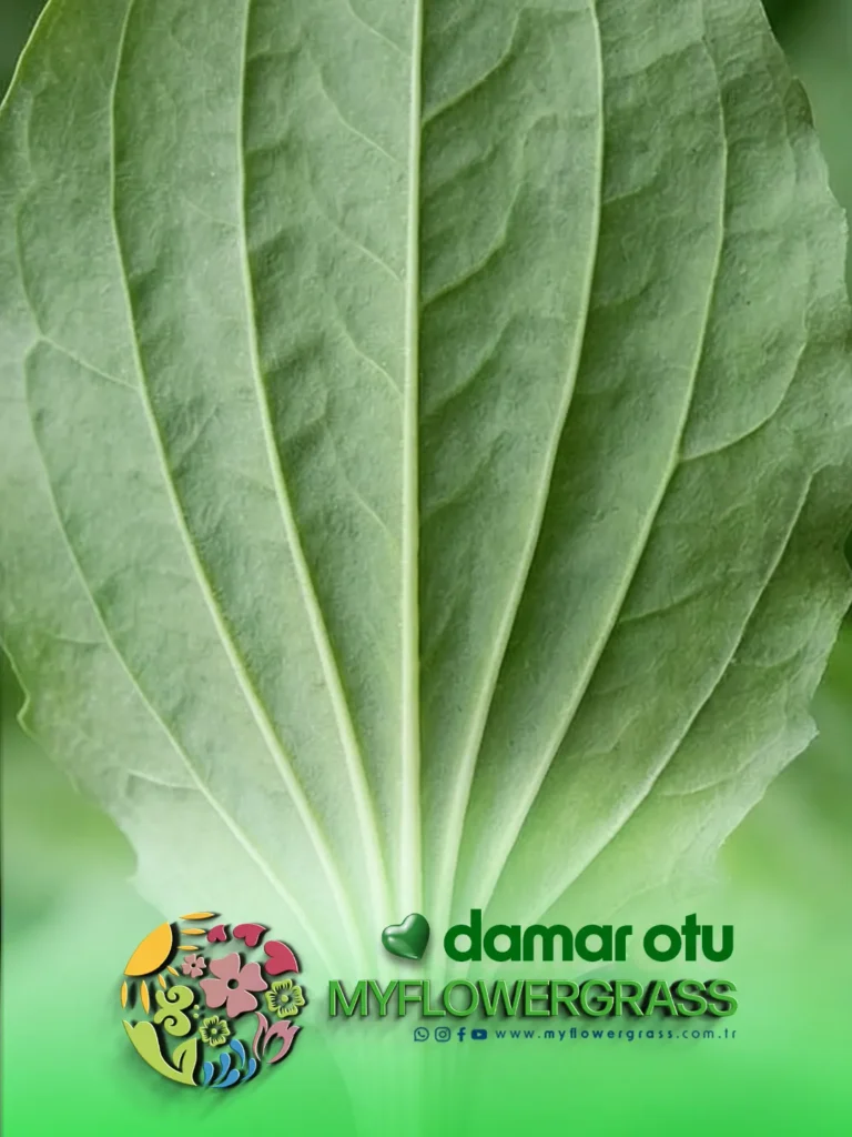 damar otu , sinir otu , gölbaşı , damar otu fidesi , sinir otu fidesi , myflowergrass