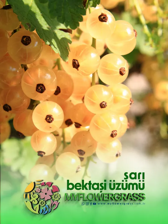sarı bektaşi üzümü fidanı, sarı bektaşi üzümü fidesi, gölbaşı, sarı bektaşi üzümü fidesi incek, sarı bektaşi üzümü fidesi ümitköy, sarı bektaşi üzümü fidesi çayyolu